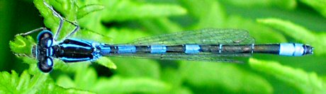 agrion mignon mle