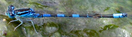 agrion mignon mle