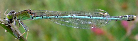 agrion nain femelle