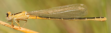 agrion nain femelle forme 'aurentiaca'