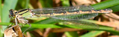 agrion porte-coupe femelle