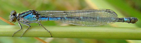 agrion porte-coupe femelle