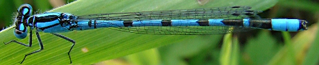 agrion porte-coupe mle