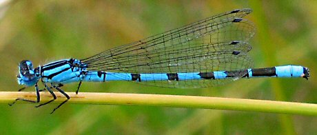 agrion porte-coupe mle