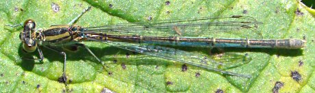 agrion de Vander Linden femelle