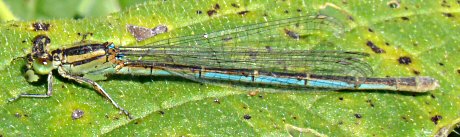 agrion de Vander Linden femelle