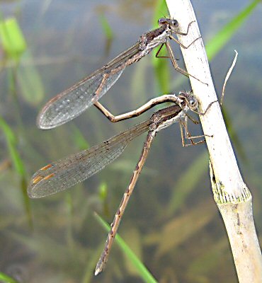 leste brun: tandem