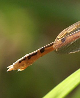 leste brun femelle immature: extrmit abdominale