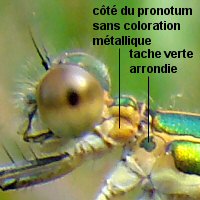 leste fianc: dtail thorax