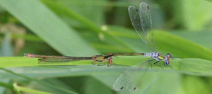 leste fianc: tandem