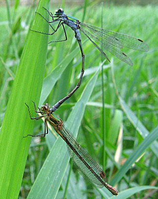 leste fianc: tandem