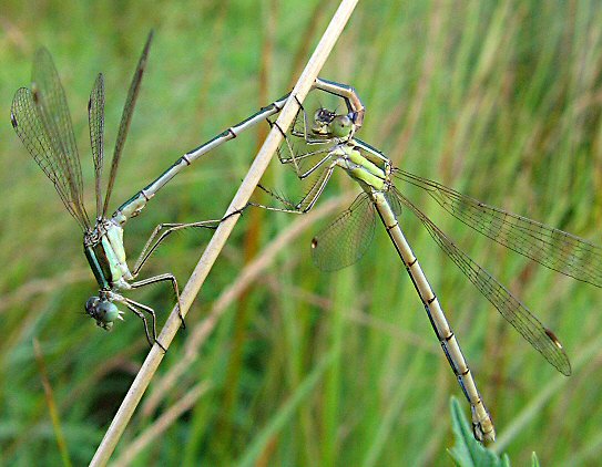 leste sauvage: tandem acrobatique