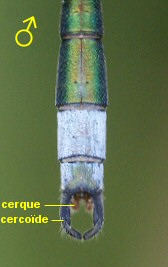 leste verdoyant mâle: extrémité de l'abdomen