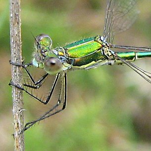 leste verdoyant: dtail des pattes