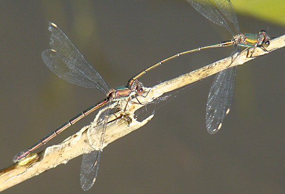 leste vert: couple