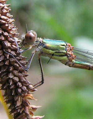 leste vert femelle