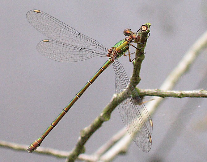 leste vert femelle