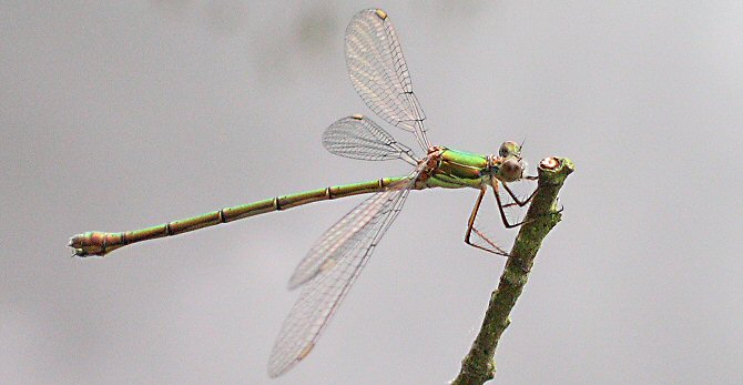 leste vert femelle