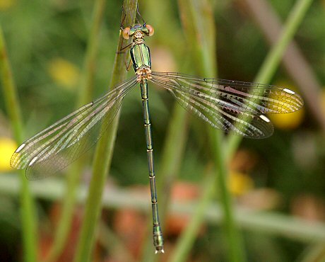 leste vert femelle proche mergence