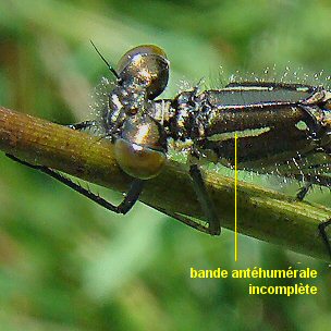 naade aux yeux rouges femelle immature