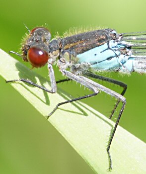 naade aux yeux rouges mle