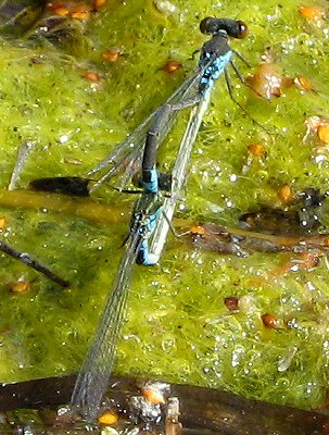 naade au coprs vert: accouplement