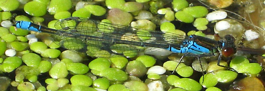 naade au corps vert mle