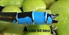 naade au coprs vert mle: dessous S8 bleu