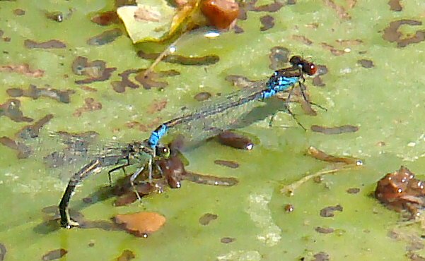 naade au coprs vert: ponte