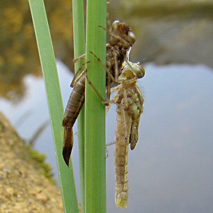 petite nymphe au corps de feu femelle: imago en dessous de l'exuvie