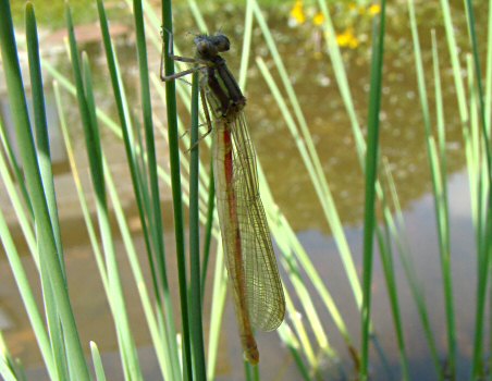 petite nymphe au corps de feu femelle: allongement de l'abdomen