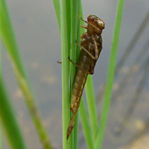 petite nymphe au corps de feu femelle: larve avant métamorphose