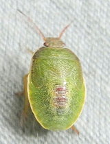 Piezodorus lituratus