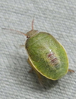 Piezodorus lituratus Piezodorus lituratus