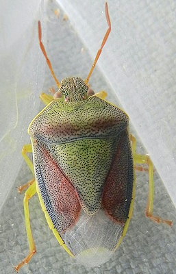 Piezodorus lituratus Piezodorus lituratus