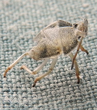 Piezodorus lituratus Piezodorus lituratus